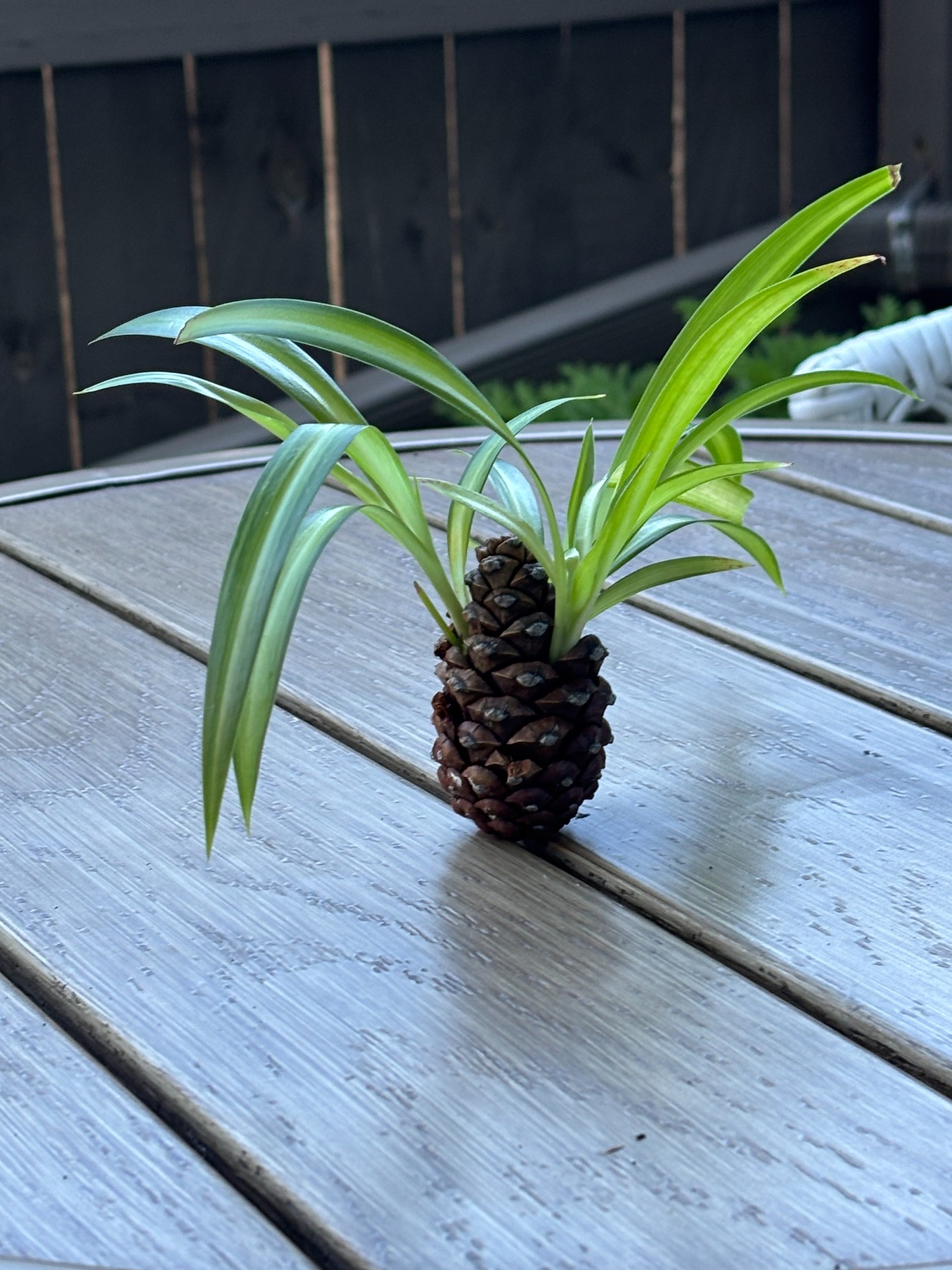 Spiderettes growing from a pine cone