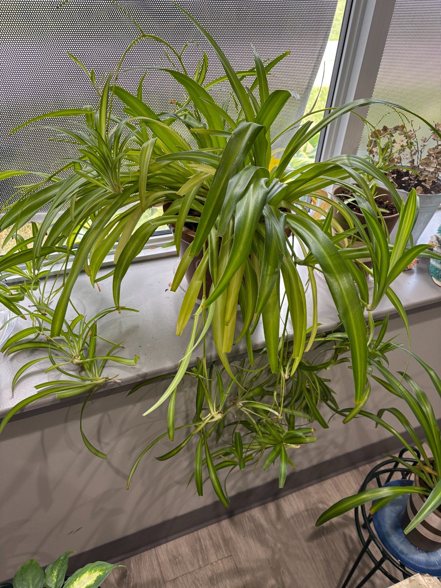 Karen Nugent’s spider plant with spiderettes